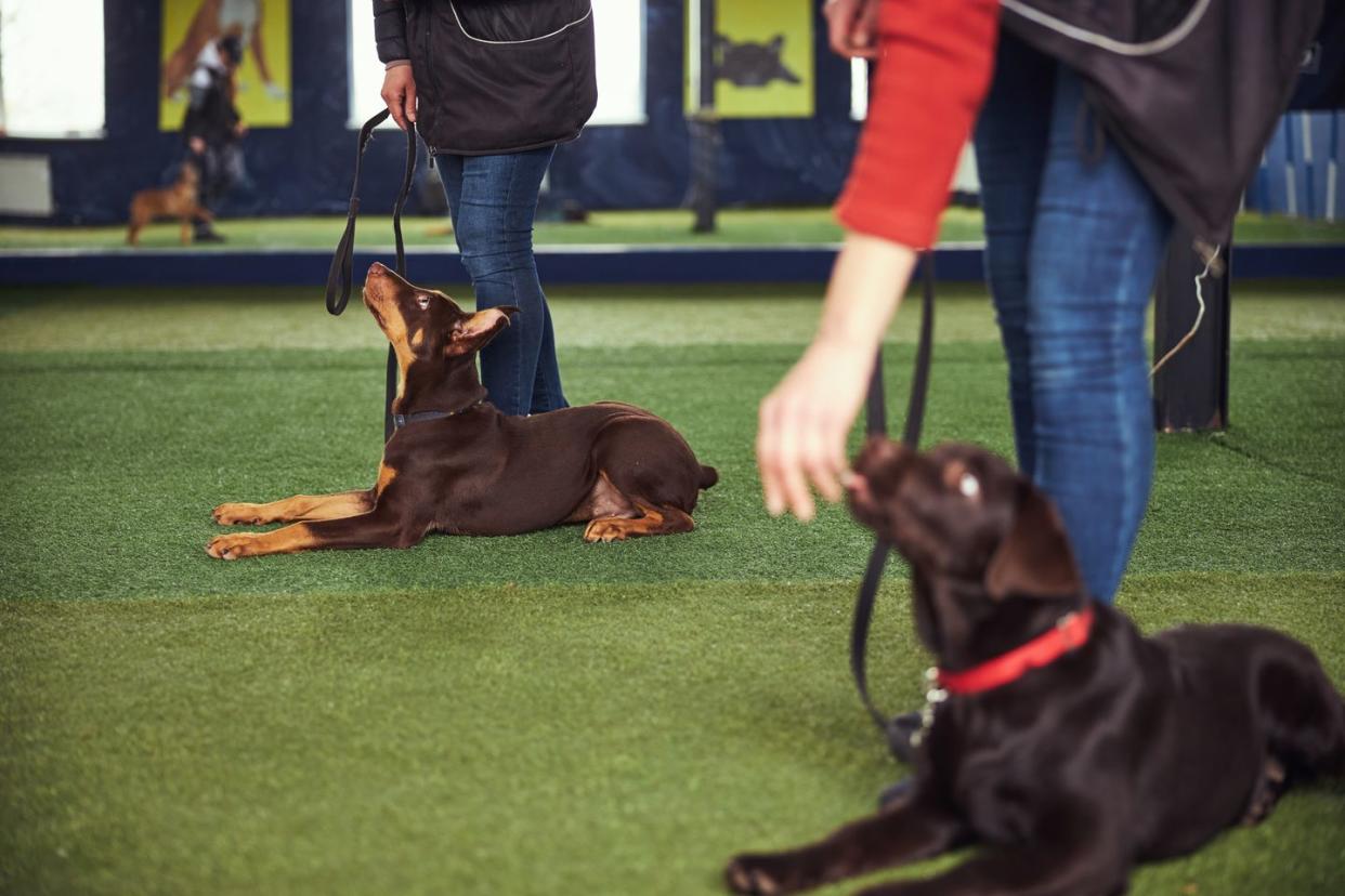 12 easiest dogs to train doberman pinscher