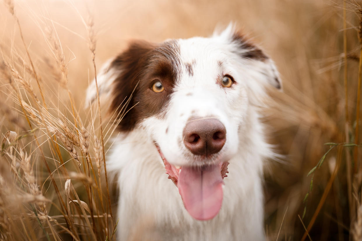 Vorsicht beim Spaziergang mit dem Hund in einem Kornfeld. (Symbolbild: Getty Images)