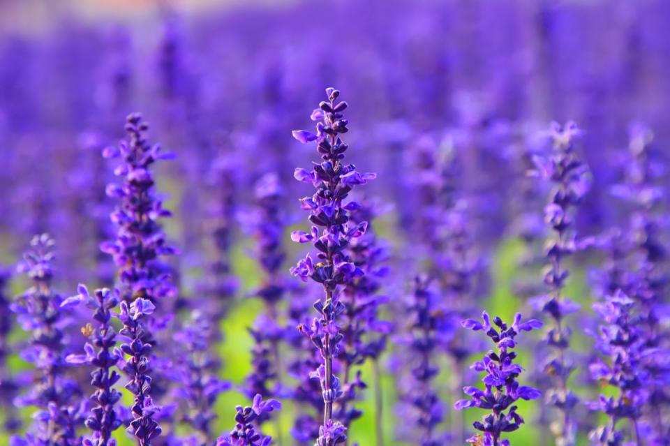 15) Lavender