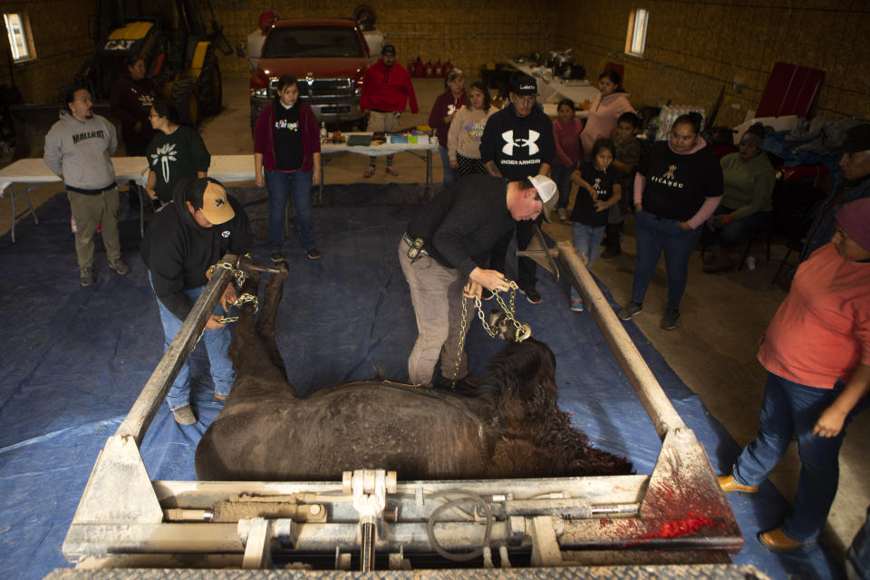 Daniel Eagle Road of the Rosebud Sioux Tribe, left, and T.J. Heinert, assistant range manager of Wolakota Buffalo Range, prepare a bull bison for butchering as Rosebud community members and visitors from other tribes gather to assist on Friday, Oct. 14, 2022. (AP Photo/Toby Brusseau
