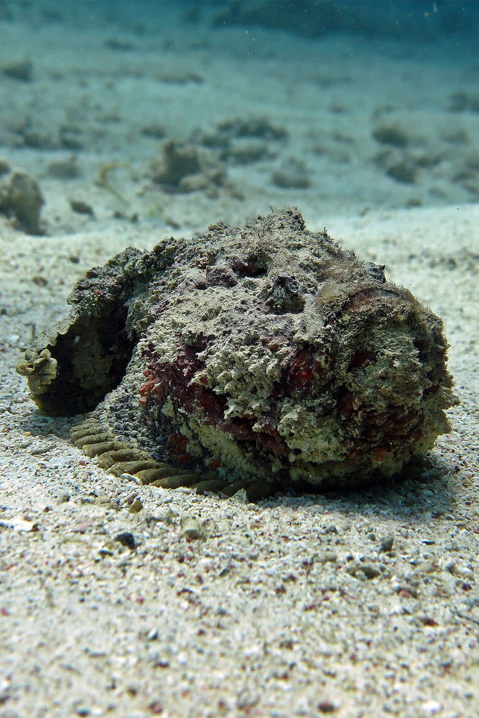 5) Stonefish are the most poisonous fish in the world