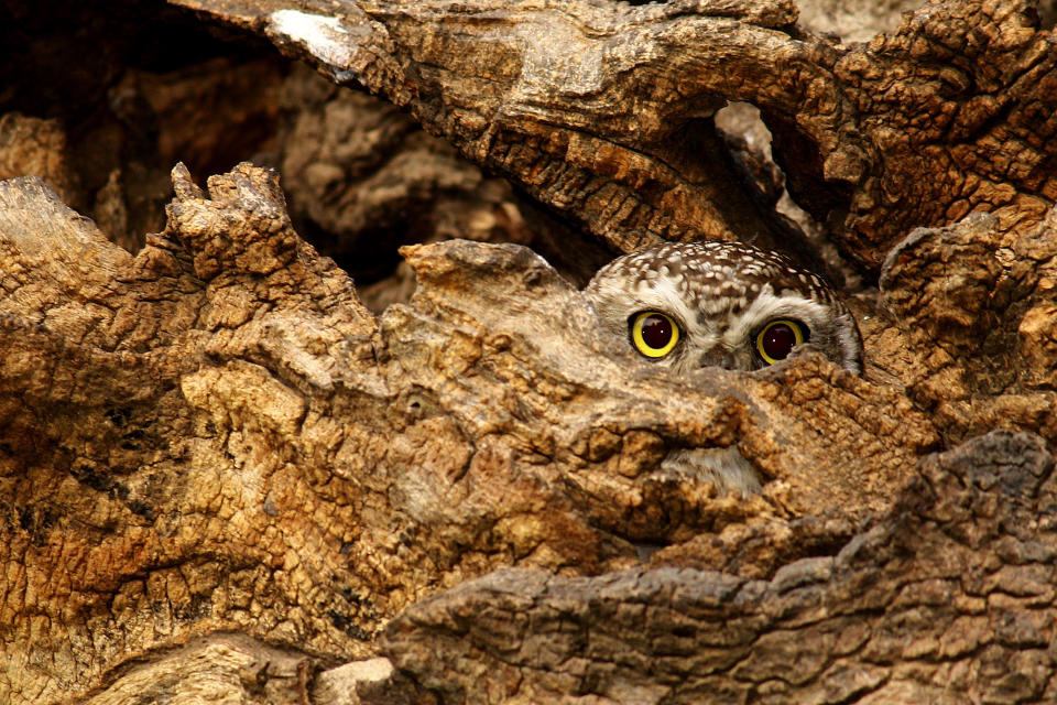 Spotted Owl Hiding In Tree Trunk