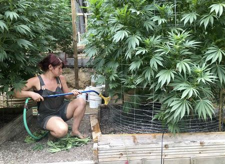 An unnamed worker waters cannabis plants on Steve Dillon's farm in Humboldt County, California, U.S. August 28, 2016. REUTERS/Rory Carroll/File Photo