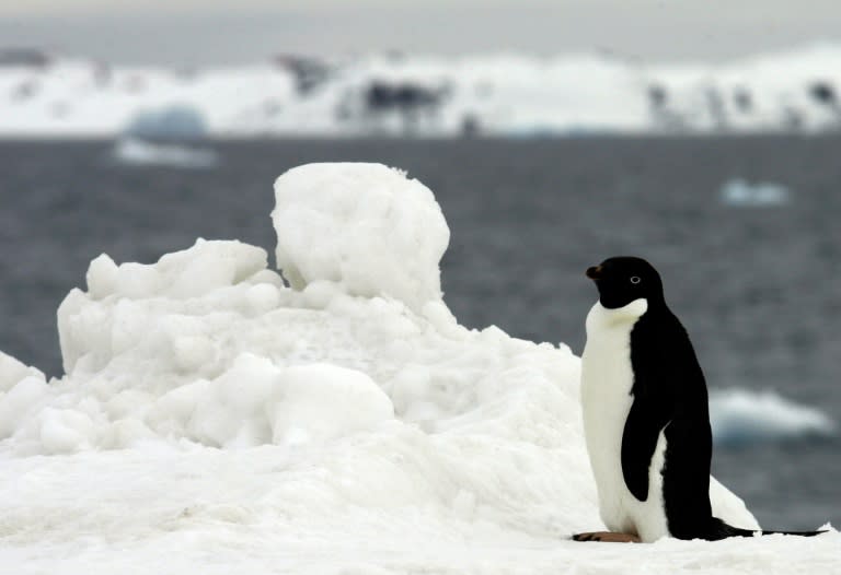Antartica is considered critical for scientists to study how marine ecosystems function and to understand the impacts of climate change on the ocean