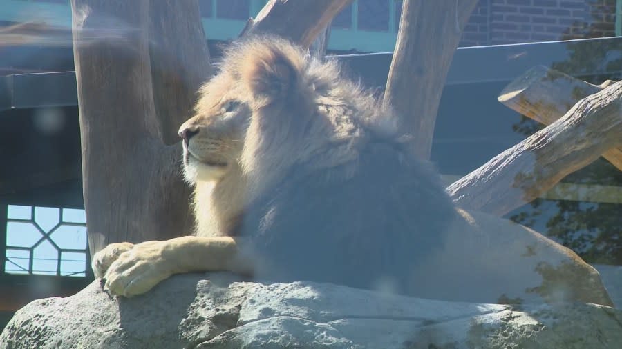 How does the Chicago Air and Water Show impact animals at the Lincoln