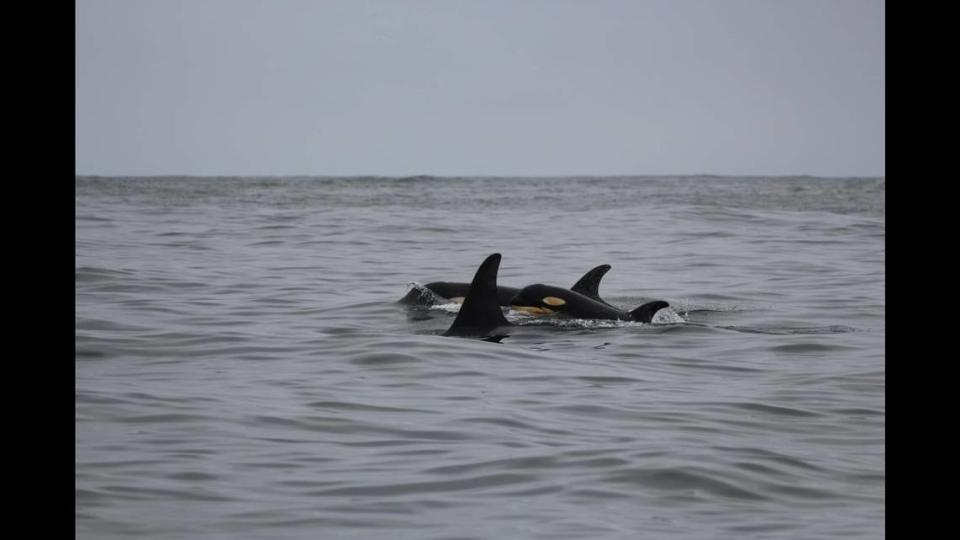 Researchers believe the calf is over three weeks old, according to the Center for Whale Research.