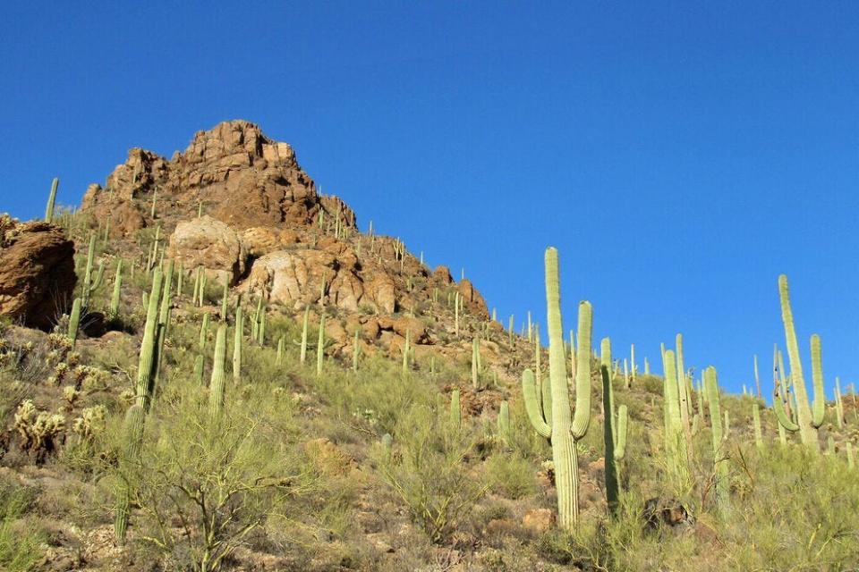 Expect winter temperatures to range between 50 and 70 degrees in Saguaro National Park