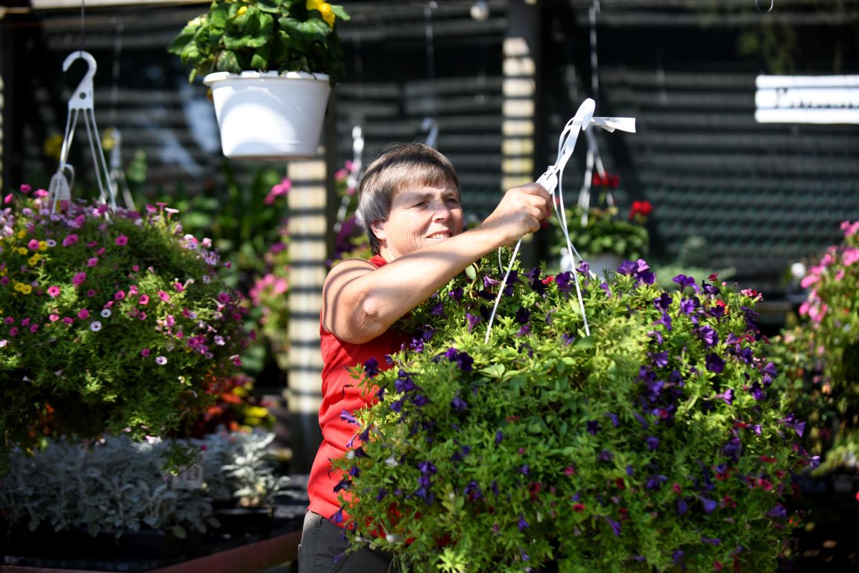 Marilyn Stuhldreher hangs plants Tuesday as Holleydale Farm in Canton opens for the day.