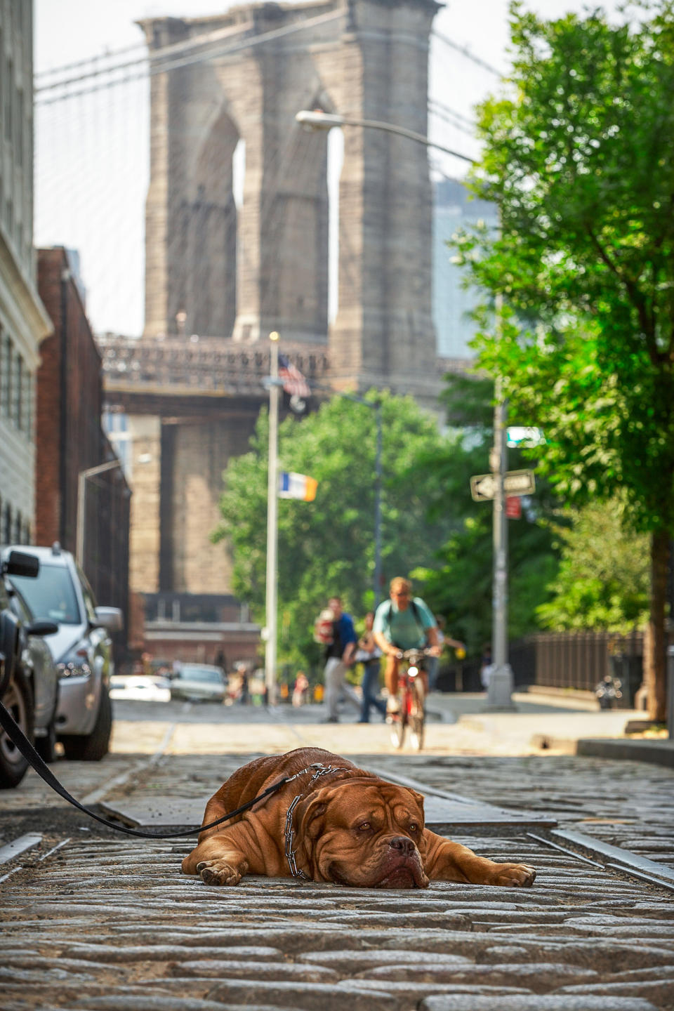 <p>Diese Bordeauxdogge ist vom ganzen Sightseeing so erschöpft, dass sie die Brooklyn Bridge im Hintergrund nicht einmal mehr interessiert. </p>