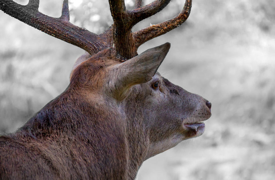 Red Deer Stag (EXPLORED) #5