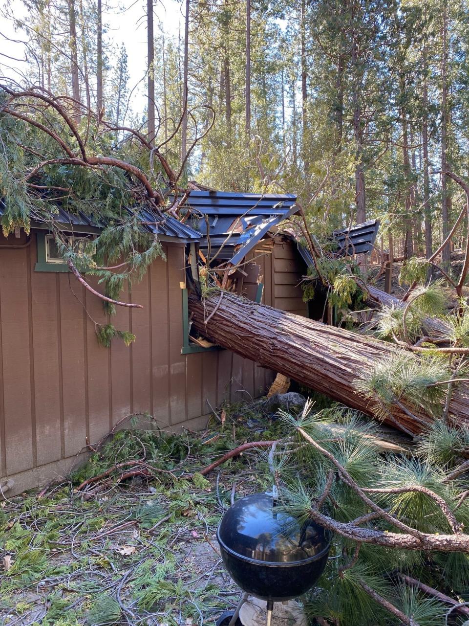 This photo provided by Yosemite National Park shows an incense-cedar that fell through a house in Wawona during the Mono wind event on Tuesday, Jan. 19, 2021. Yosemite National Park will remain closed through the weekend after high winds that battered much of California knocked down two giant sequoias and caused millions of dollars in damage. (Yosemite National Park via AP)