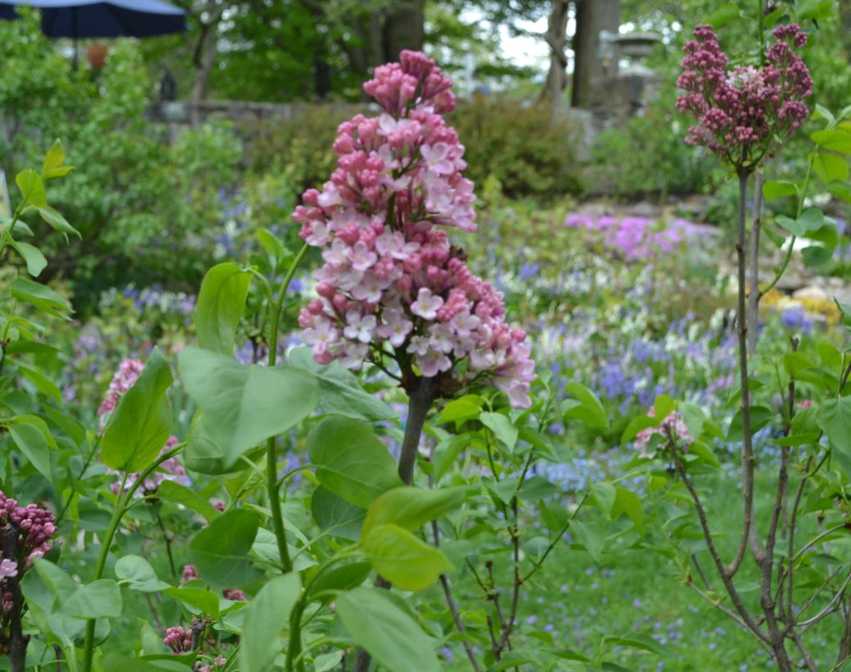 While lilacs are considered deer resistant, deer will nibble on them if no other food is available.