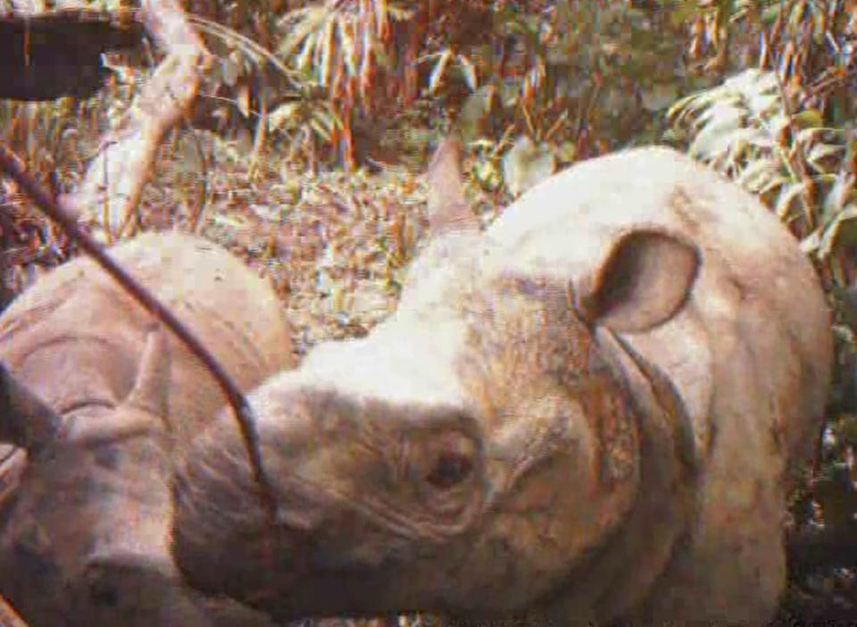 Javan rhino