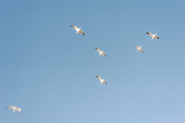 <p>Carmen Chan</p> Seagulls in mid-flight near Nobu Ryokan Malibu.