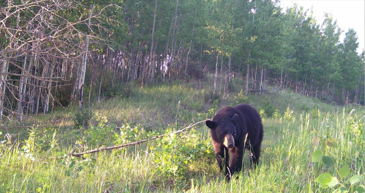 Q&A: What will more bears mean for a unique habitat near Edmonton?