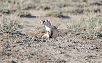 <p>Black-footed ferrets were once thought to be globally extinct, but efforts to save the population, which makes its home partly in Canada’s prairies, have revived the numbers to around 300 animals. (Supplied image/WWF) </p>