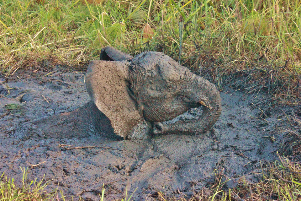 A group of tourists on safari along the Zambezi River, discovered the pachyderm that had gotten stuck in a mud pool, according to <a href="http://www.dailymail.co.uk/news/article-2230482/Hell-forget-Elephant-pulled-safety-minutes-spare-slowly-sinks-muddy-bog.html" rel="nofollow noopener" target="_blank" data-ylk="slk:according to The Daily Mail;elm:context_link;itc:0;sec:content-canvas" class="link ">according to The Daily Mail</a>. Rescuers estimated the elephant had been stuck for about 12 hours. (Caters News Agency)