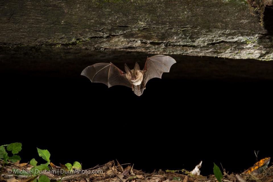 A Virginia big-eared bat (Corynorhinus townsendii virginianus) emerging from a cave in North Carolina. This is an endangered subspecies of the Townsend's big-eared bat and is found in Virginia, Kentucky and North Carolina.