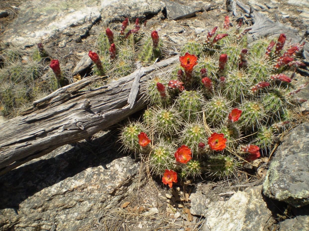 Claret Cup Cactus bloom in the spring at Saguaro National Park.