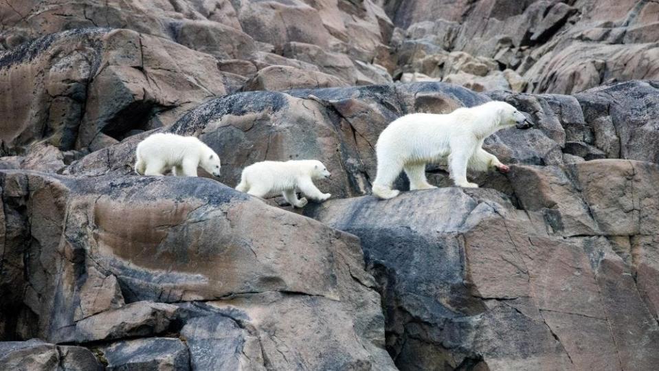 A polar bear mother with her two cubs in "Our Planet II."