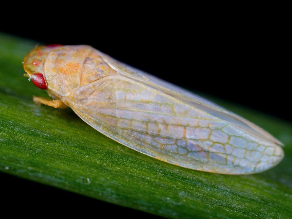 A leafhopper sits on a leaf.