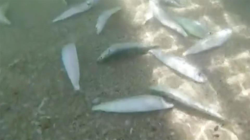 Thousands of fish has washed up dead in WA. Source: 7News