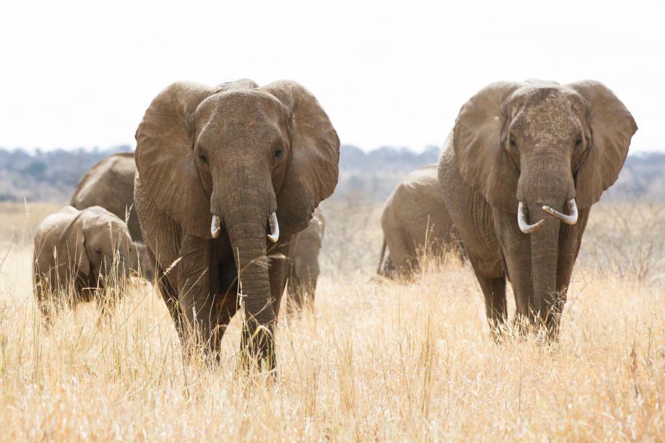 Villagers would use spears to move the elephants out of the crop fields, injuring and potentially killing the animals.