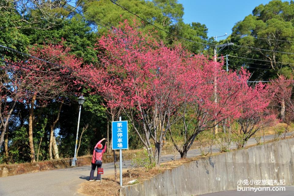 獅潭協雲宮，山林間的紅粉櫻花谷