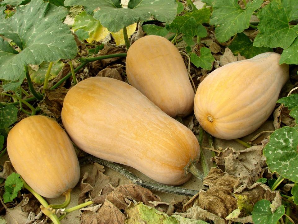 13) Winter Squash