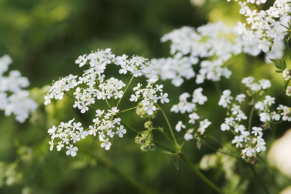 Elderflower