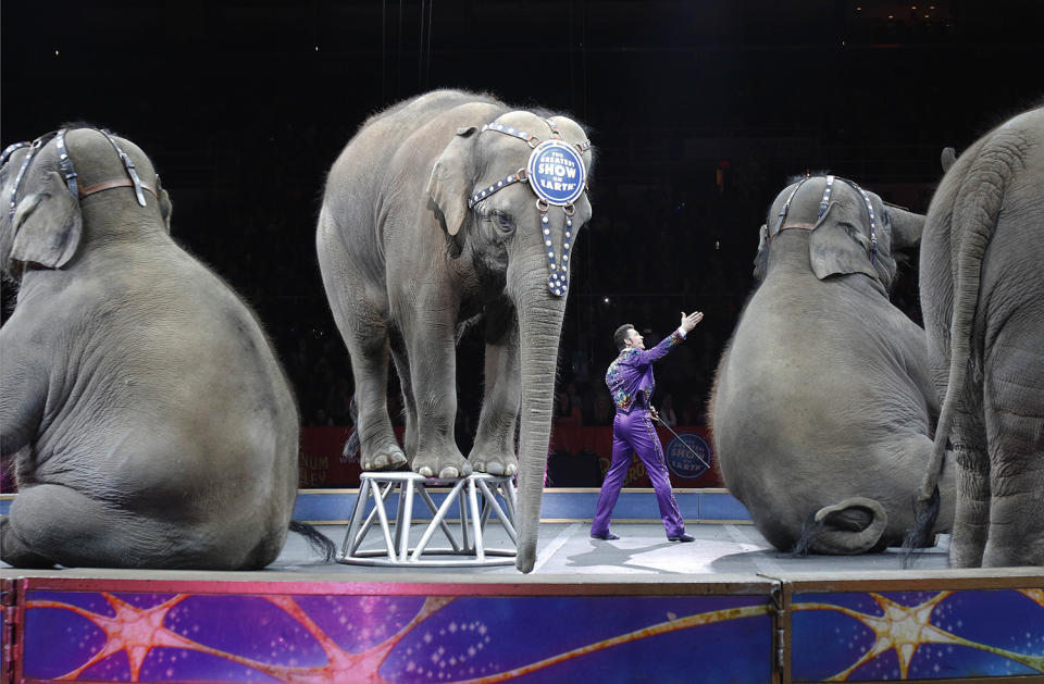 <p>Asian elephants perform for the final time in the Ringling Bros. and Barnum & Bailey Circus, May 1, 2016, in Providence, R.I. The circus closes its own chapter on a controversial practice that has entertained audiences since circuses began in America two centuries ago. The animals will live at the Ringling Bros. 200-acre Center for Elephant Conservation in Florida. (AP Photo/Bill Sikes) </p>