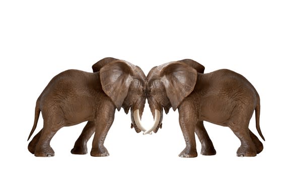Elephants standing head-to-head against each other