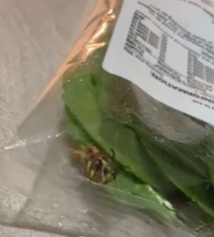 Photo of a live wasp inside a Coles bag of baby spinach. 