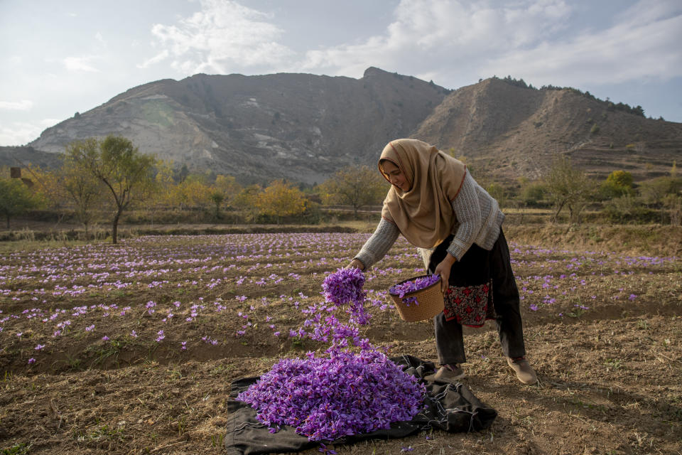 Tasleema Banoo gathers crocus flowers, the stigma of which produces saffron, on a farm in Khrew, south of Srinagar, Indian controlled Kashmir, Saturday, Oct. 31, 2020. The farmers separate purple petals of the flowers by hand and, from each of them, come out three deep crimson-colored stigmas, one of the most expensive and sought-after spice in the world called saffron, also known as “the golden spice." Across the world, saffron is used in multiple products ranging from medicine, beauty and food. A kilogram (2.2 pounds) of saffron can easily sell anywhere between $3,000 to $4,000. (AP Photo/Dar Yasin)