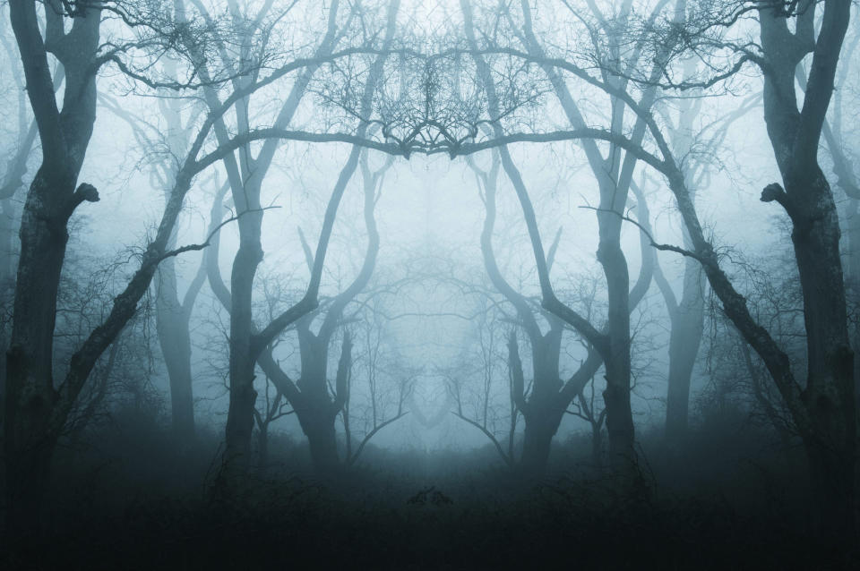 a spooky forest with a thick layer of fog