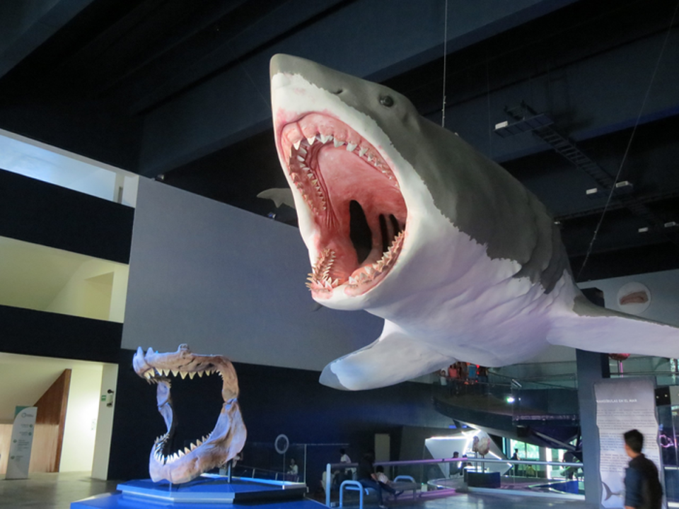 Reconstruction of a full-scale Megalodon and a set of teeth at the Museo de la Evolución de Puebla in Mexico (Luis Alvaz)