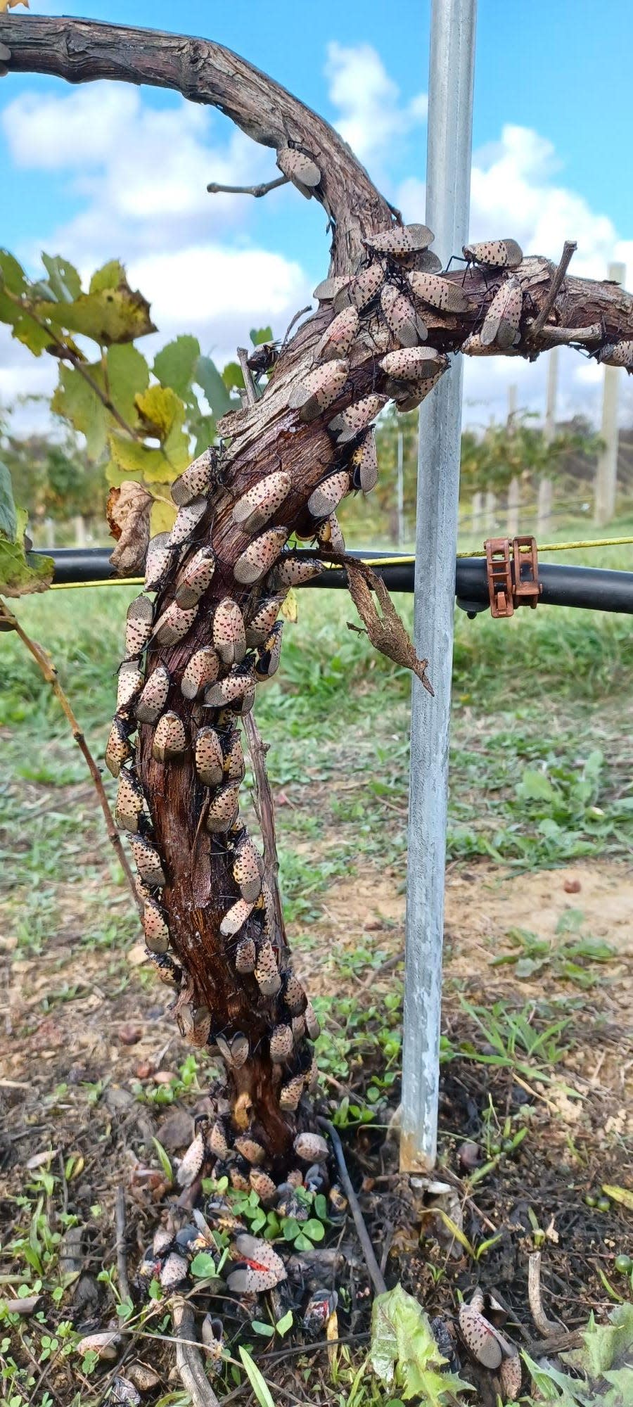 Spotted lanternflies on a grapevine.