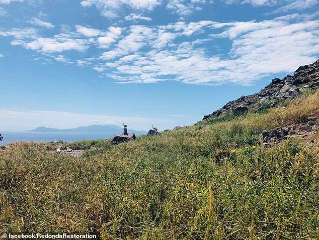 Aspecto actual de los altos riscos en la isla de Redonda, en la que se aprecian varias aves anidando que retornaron tras la eliminación de ratas y cabras. (Crédito imagen: Redonda Restoration).