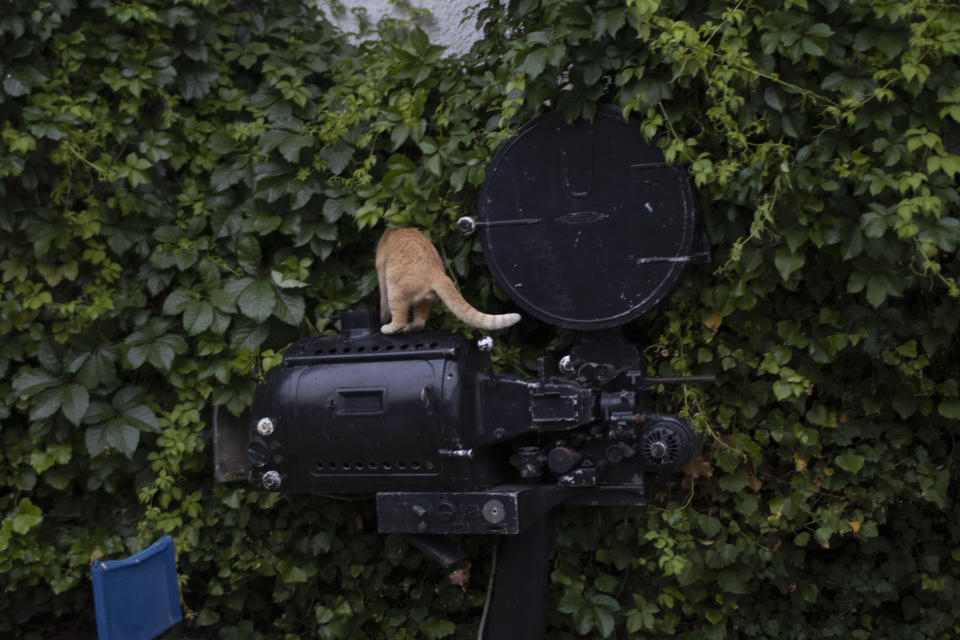 In this Monday May 25, 2020 photo a cat stands on an old projector on display at the Zephyros open-air cinema that specializes in films from past decades in the Petralona district in central Athens. Like so much else, Greece's open-air cinemas, where patrons can enjoy a movie in the flower-scented moonlight with a drink, a snack and even a smoke, have been hard-hit by lockdown measures. (AP Photo/Petros Giannakouris)