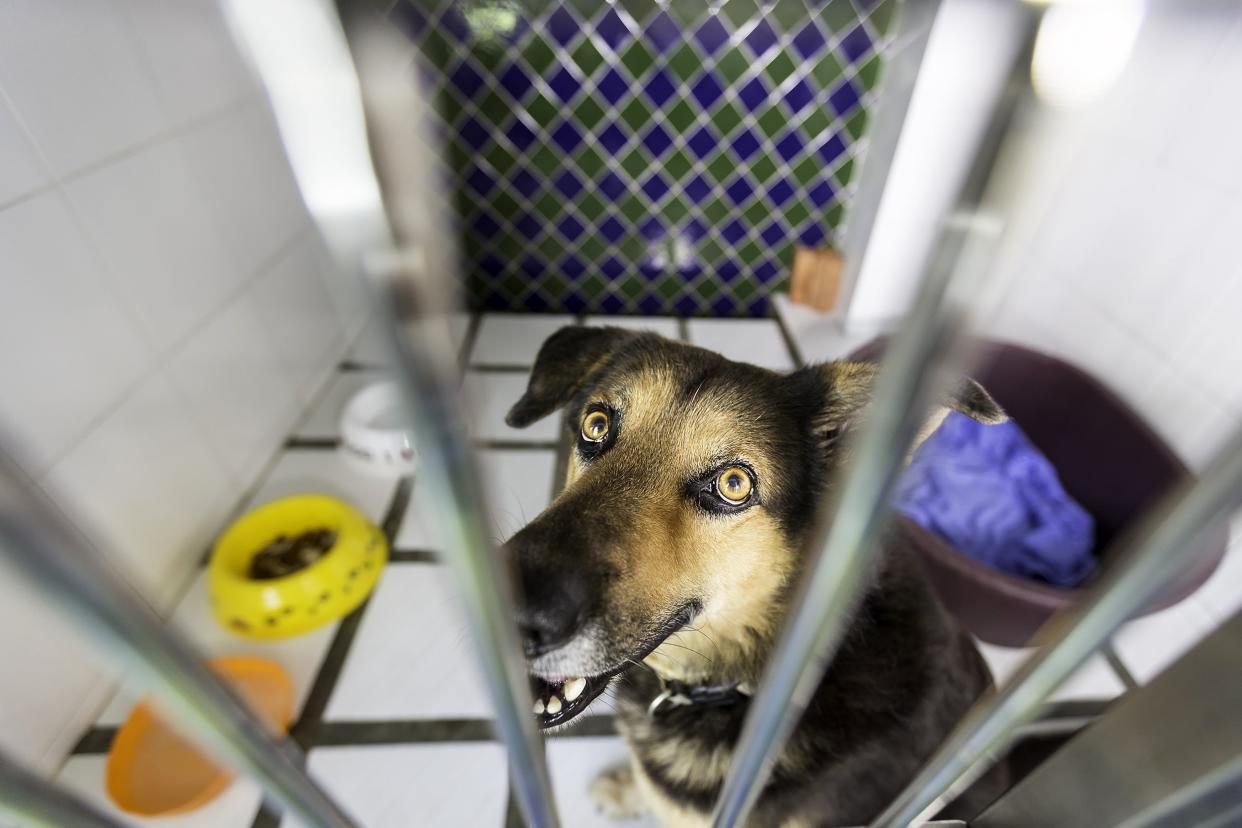 dog behind bars in animal shelter