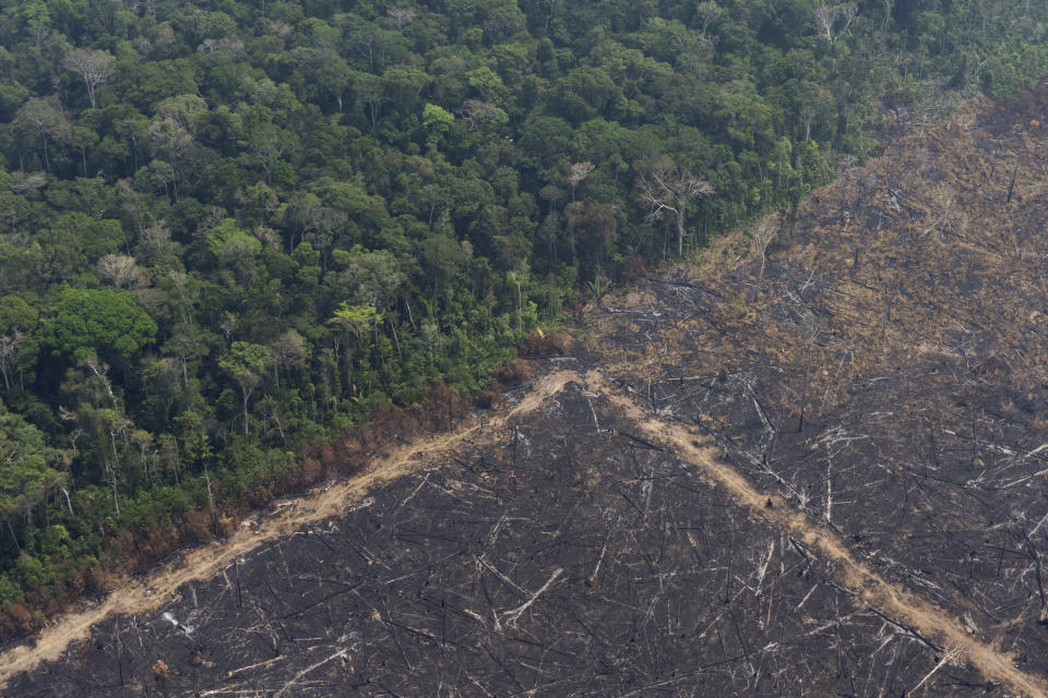 Virgin jungle stands next to an area that was burnt recently near Porto Velho, Brazil, Friday, Aug. 23, 2019. Brazilian state experts have reported a record of nearly 77,000 wildfires across the country so far this year, up 85% over the same period in 2018. Brazil contains about 60% of the Amazon rainforest, whose degradation could have severe consequences for global climate and rainfall. (AP Photo/Victor R. Caivano)