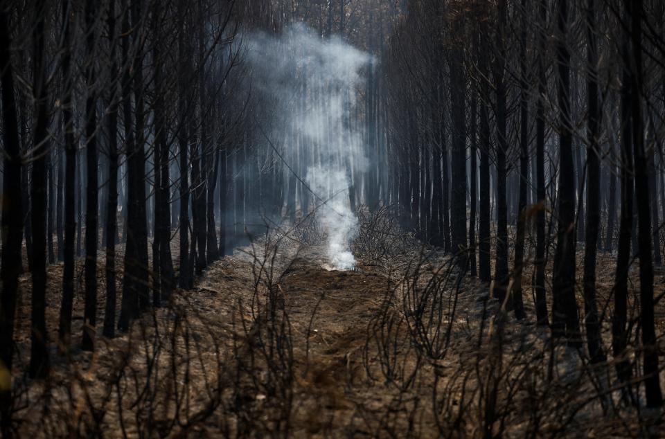 A view shows trees and vegetation burnt by a major fire in Hostens, as wildfires continue to spread in the Gironde region of southwestern France (REUTERS)