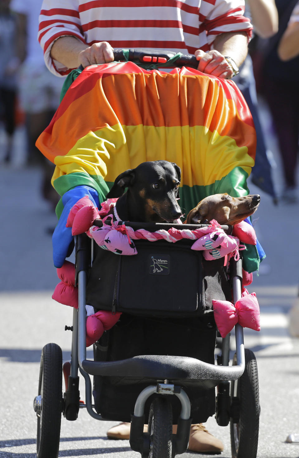 Dogs ride in a baby carriage decorated with a rainbow flag during the annual gay pride parade along Paulista avenue in Sao Paulo, Brazil, Sunday, June 23, 2019. (AP Photo/Nelson Antoine)