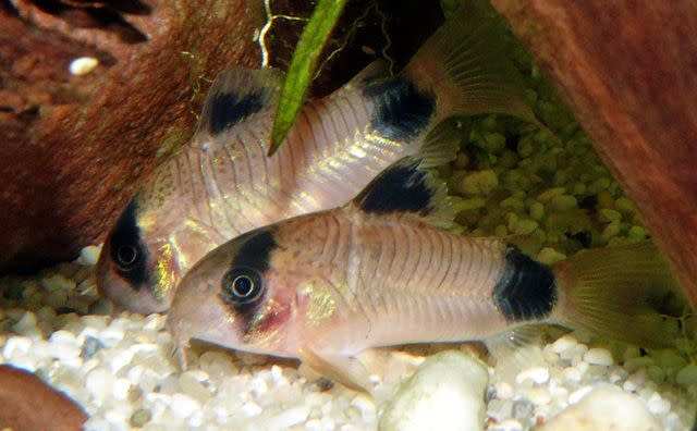 Haplochromis