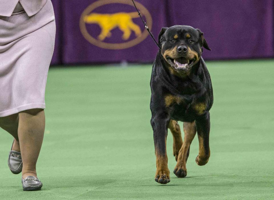 ARCHIVO - Esta foto del 16 de febrero del 2016 muestra un Rottweiler durante la competencia de grupo en el Westminster Kennel Club en Madison Square Garden en Nueva York. (AP Foto/Mary Altaffer)