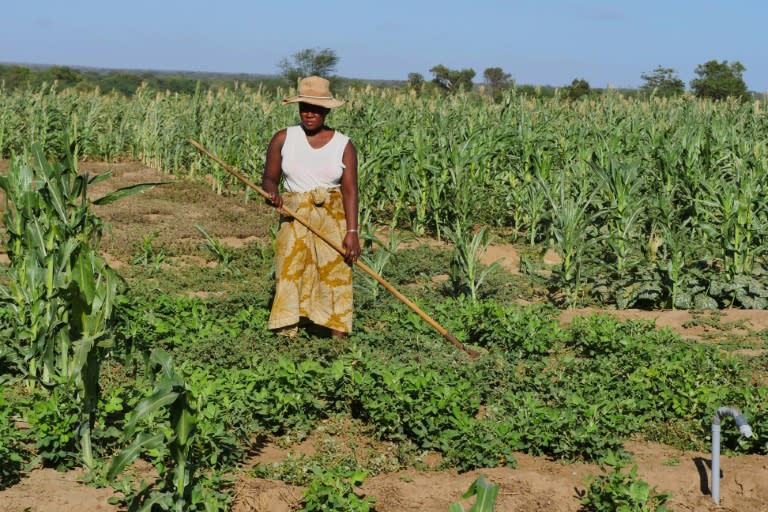 Una agricultora trabaja el campo en la localidad de Anjahamahavelo, en el sur de Madagascar, el 1 de febrero de 2024 (Sarah Tetaud)