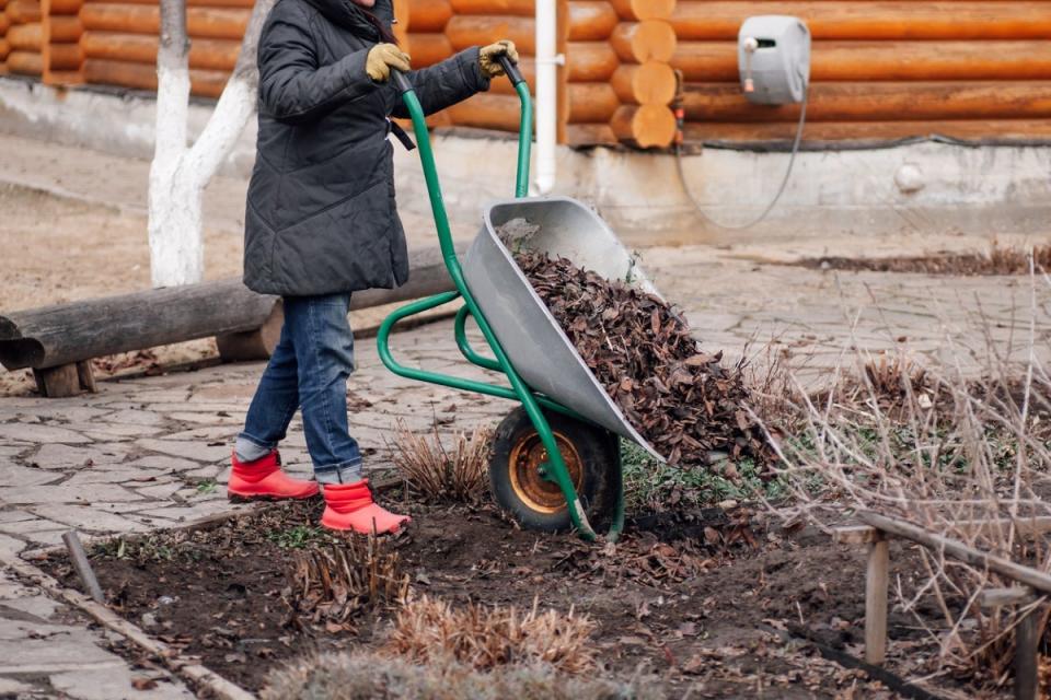 Woman using a wheelbarrow to move leaves to garden.