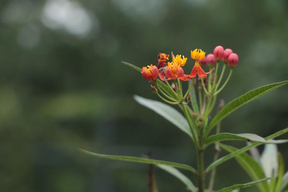 La Asclepias curassavica también es conocida como algodoncillo y es una de las flores favoritas de insectos de la CDMX que ayudan en la polonización. (Foto: Lizeth Ovando | Animal Político, Animal MX | @nosoychambelans)