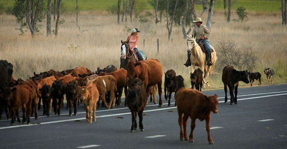 A pair of drovers with their mob of cattle can be seen on the side of the road. 