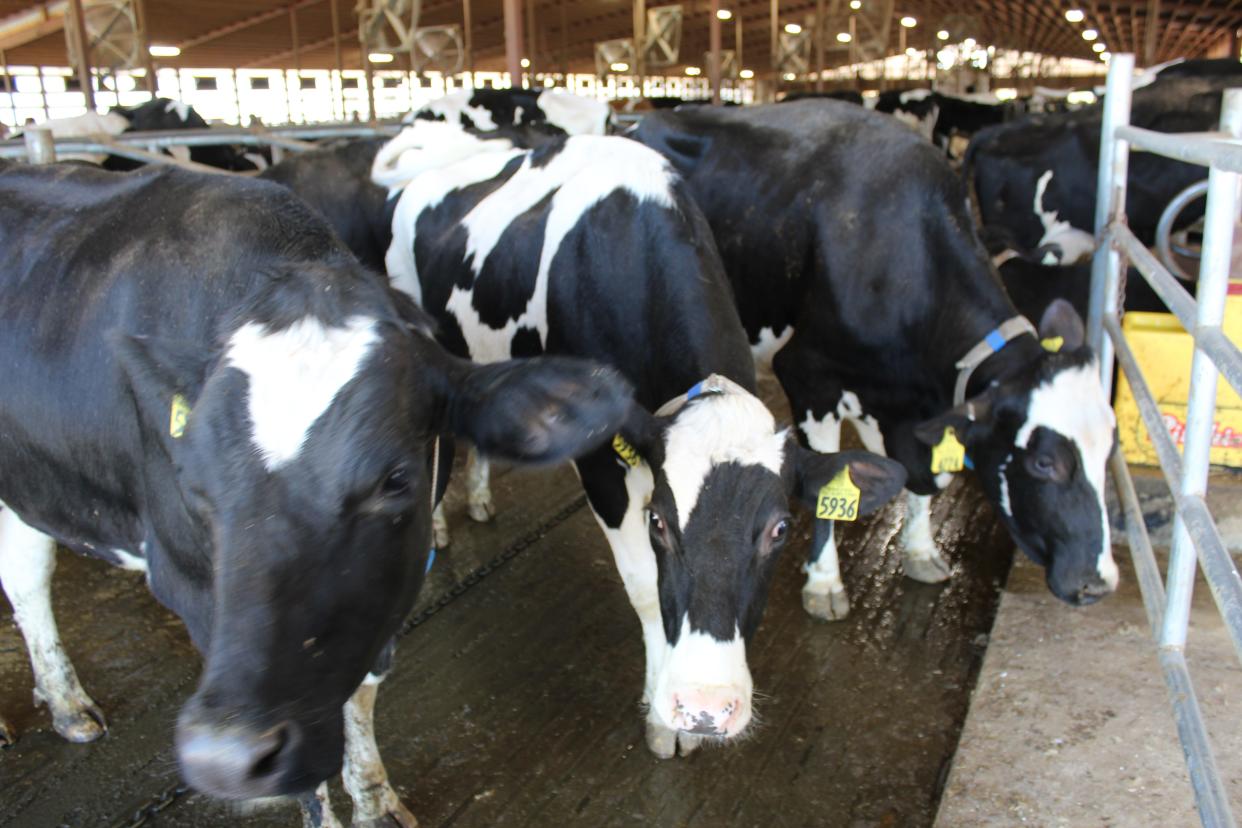 Dairy herds in three Michigan counites — Ottawa, Ionia and Isabella — tested positive for highly pathogenic avian influenza, MDARD announced.